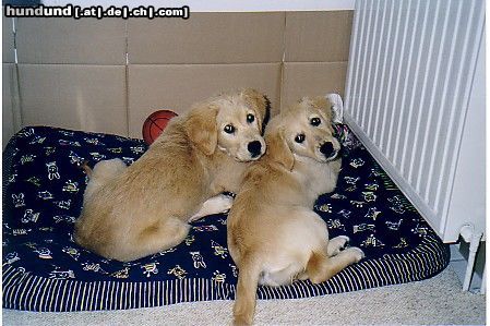 Golden Retriever Hunde Foto 17432 Golden Retriever Emma und Mütze