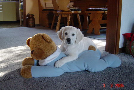 Golden Retriever Hunde Foto 28596 Golden Retriever Bienes Lieblingsspielzeug