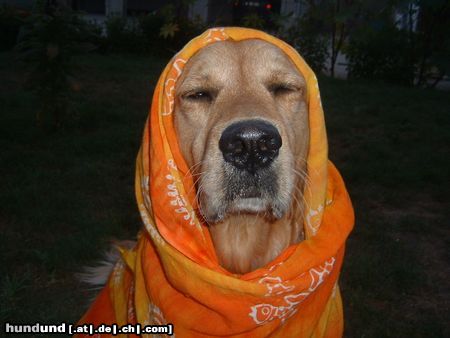 Golden Retriever Hunde Foto 7626 Golden Retriever Goldie alias Master Joda (6 Jahre)