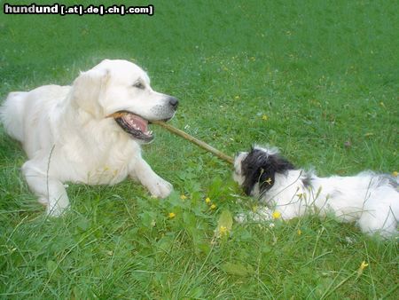 Golden Retriever Hunde Foto 14303 Golden Retriever