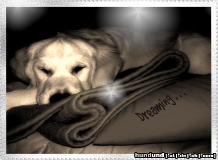 Golden Retriever Hunde Foto 12296 Golden Retriever Baby Max