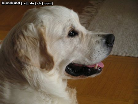Golden Retriever Hunde Foto 14304 Golden Retriever