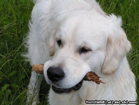 Golden Retriever Hunde Foto 14305 Golden Retriever
