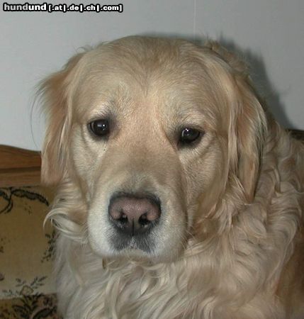 Golden Retriever Hunde Foto 6229 Golden Retriever Mambo