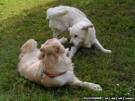 Golden Retriever Hunde Foto 12730 Golden Retriever Max & Bea