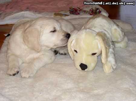 Golden Retriever Hunde Foto 12294 Golden Retriever Baby Max & sein Moritz