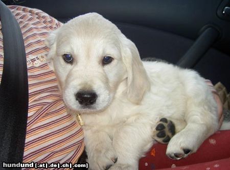 Golden Retriever Hunde Foto 12297 Golden Retriever Baby Max