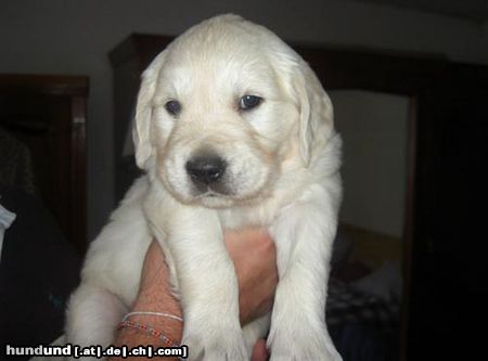 Golden Retriever Hunde Foto 12295 Golden Retriever Baby Max