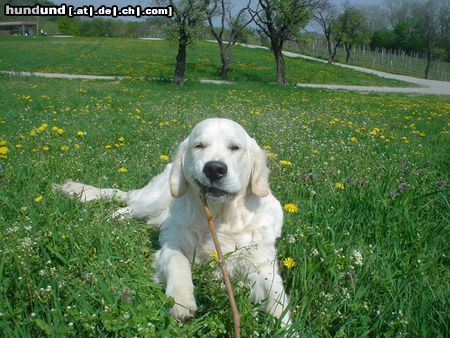 Golden Retriever Hunde Foto 12298 Golden Retriever Max in der Blumenwiese