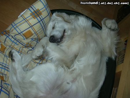 Golden Retriever Hunde Foto 7288 Golden Retriever Nico, mein Langschläfer