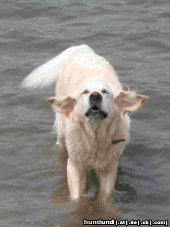 Golden Retriever Hunde Foto 4785 Golden Retriever Kommt doch endlich ins Wasser