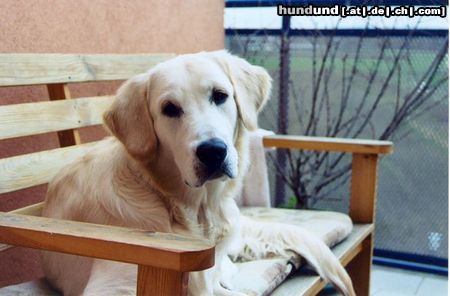Golden Retriever Hunde Foto 7993 Golden Retriever mein Liebling Merlin
