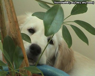 Golden Retriever Hunde Foto 18942 Golden Retriever ich mag Blumen