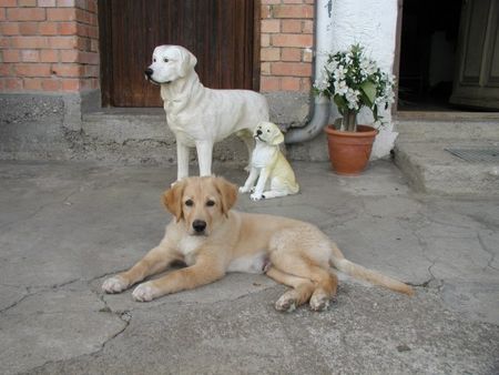 Golden Retriever Hunde Foto 1341 Golden Retriever Welcher ist nun echt?