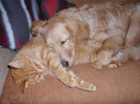 Golden Retriever Hunde Foto 1342 Golden Retriever Welcher ist nun echt?