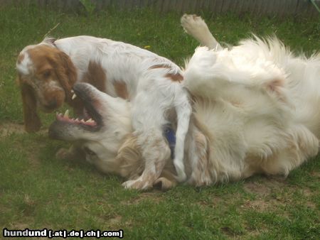 Golden Retriever Hunde Foto 14359 Golden Retriever Bendix und Ivan spielen