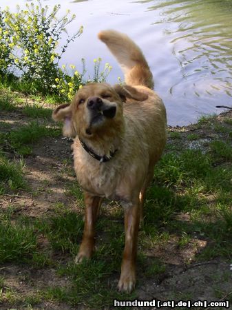 Golden Retriever Hunde Foto 11416 Golden Retriever Wieder ein Taucher weniger ;-)