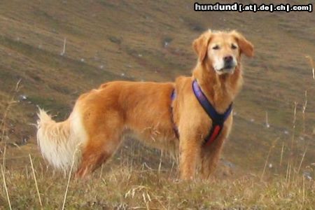 Golden Retriever Hunde Foto 26601 Golden Retriever Nana St. Pongau