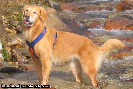 Golden Retriever Hunde Foto 26602 Golden Retriever Nana Bach St. Pongau 2005
