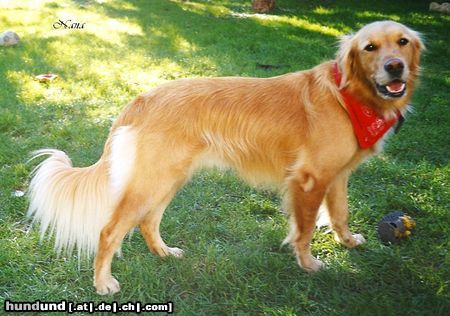 Golden Retriever Hunde Foto 21572 Golden Retriever Nana