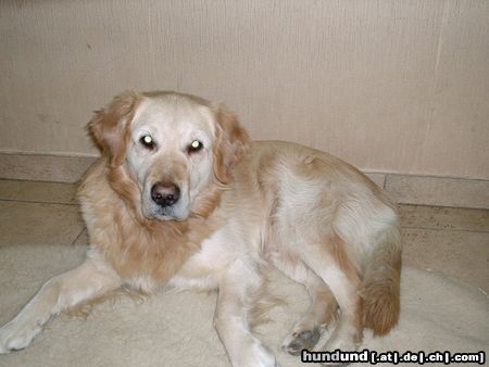 Golden Retriever Hunde Foto 10924 Golden Retriever