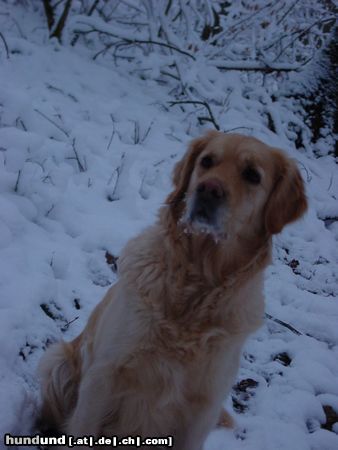Golden Retriever Hunde Foto 9519 Golden Retriever Mura