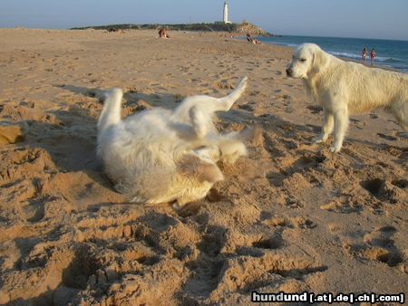Golden Retriever Hunde Foto 5993 Golden Retriever Iker (li) und Nico (re) vor Kap Trafalgar