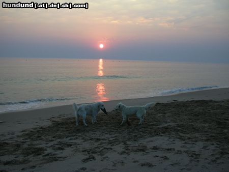Golden Retriever Hunde Foto 5956 Golden Retriever Nico aus Tirol und Freund Iker aus Madrid an der Costa de la Luz