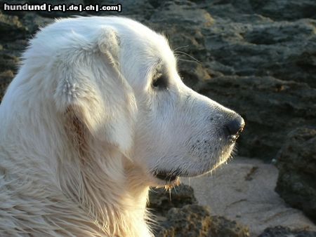 Golden Retriever Hunde Foto 5904 Golden Retriever