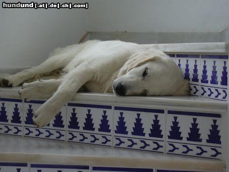 Golden Retriever Hunde Foto 5907 Golden Retriever Mein Schatz hält Siesta