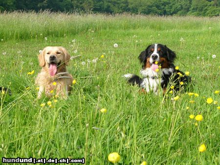 Golden Retriever Hunde Foto 18034 in höherer Auflösung ansehen Golden Retriever Buddy (li.) + Eddi