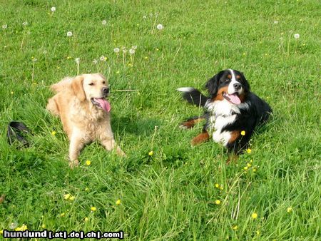 Golden Retriever Hunde Foto 18035 in höherer Auflösung ansehen Golden Retriever Buddy (li.) + Eddi