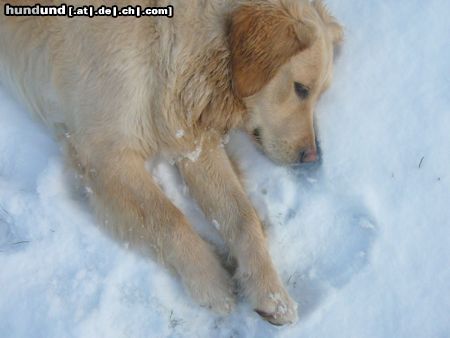 Golden Retriever Hunde Foto 18770 in höherer Auflösung ansehen Golden Retriever Schnee ist schön