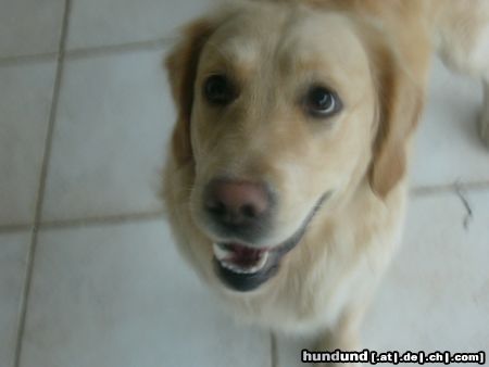 Golden Retriever Hunde Foto 18610 in höherer Auflösung ansehen Golden Retriever SMILE :-)