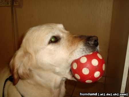 Golden Retriever Hunde Foto 11681 Golden Retriever Ball :-)