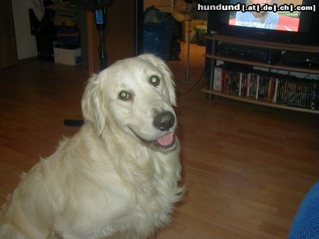 Golden Retriever Hunde Foto 7295 Golden Retriever Hugo