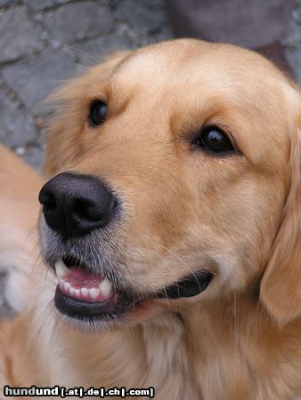 Golden Retriever Hunde Foto 8702 Golden Retriever SAM