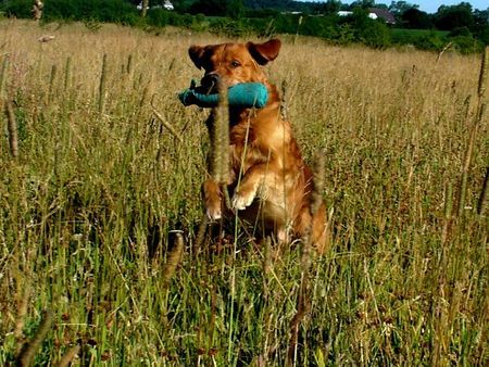 Golden Retriever Milo bei der Arbeit