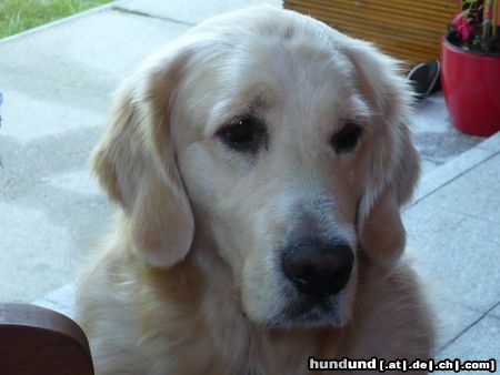 Golden Retriever Charly