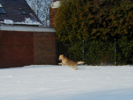 Golden Retriever Hunde Foto 30029 in höherer Auflösung ansehen Golden Retriever Jippi