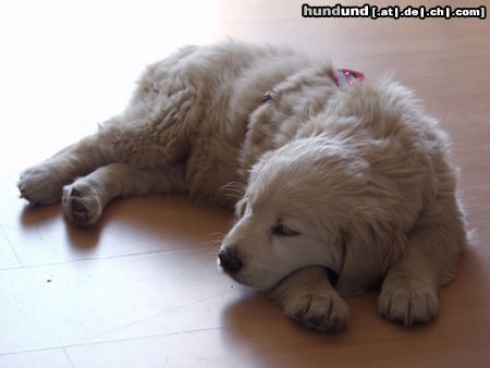 Golden Retriever Hunde Foto 3192 Golden Retriever Wilma mit 12 Wochen
