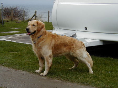 Golden Retriever Hunde Foto 30030 in höherer Auflösung ansehen Golden Retriever And the winner is ........
