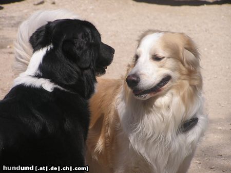 Golden Retriever Hunde Foto 21138 in höherer Auflösung ansehen Golden Retriever bekomme ich ein bussi ?
