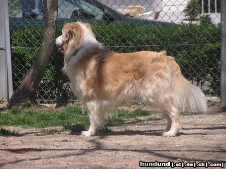 Golden Retriever Hunde Foto 21137 in höherer Auflösung ansehen Golden Retriever teddy