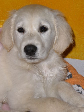Golden Retriever Hunde Foto 42304 in höherer Auflösung ansehen Golden Retriever Linda
