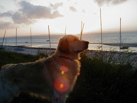 Golden Retriever Hunde Foto 30024 in höherer Auflösung ansehen Golden Retriever Wo bleibt denn meine Süße ????