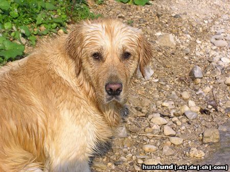Golden Retriever Hunde Foto 5430 Golden Retriever Meine Shira (2,5) beim täglichen Bad im kühlen Naß