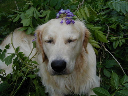 Golden Retriever Hunde Foto 30021 in höherer Auflösung ansehen Golden Retriever Frohe Weihnachten :-))