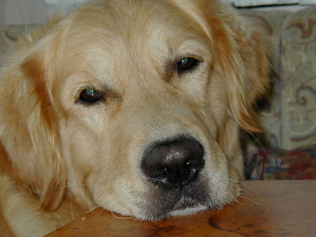 Golden Retriever Hunde Foto 30031 in höherer Auflösung ansehen Golden Retriever