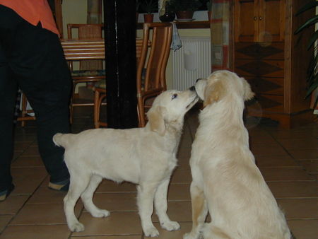 Golden Retriever Hunde Foto 30034 in höherer Auflösung ansehen Golden Retriever Gib mir eindlich einen Kuß !!!!